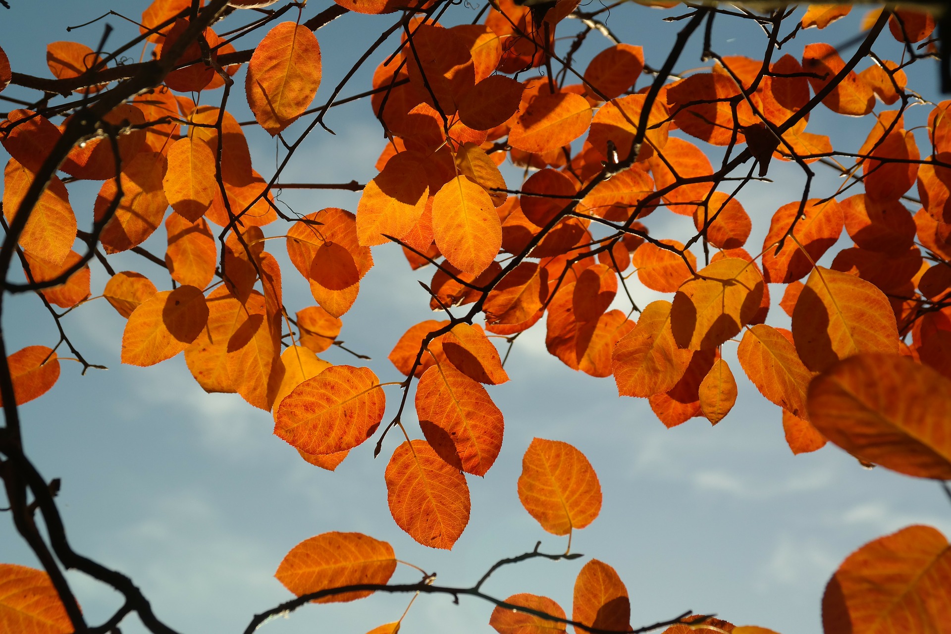 Fêtons l’Alsace en automne dans les restaurants APALIB’ !